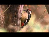 Himalayan Pied Woodpecker (Dendrocopos himalayensis)