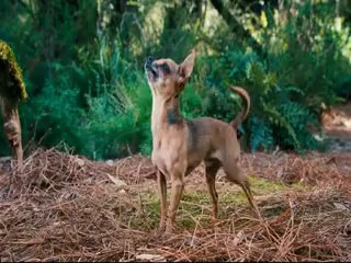Biri Beni Isırdı  - Fragman