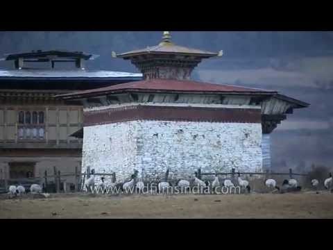 Black-necked Cranes of central Bhutan's Phobjikha valley