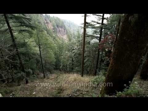 Deodar and Rhododendron trees on the north face of Landour