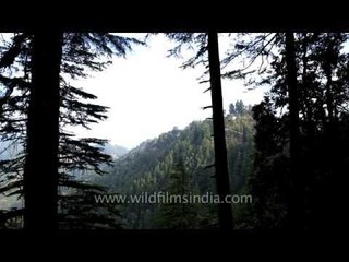 North face cemetery walk in Landour, Mussoorie