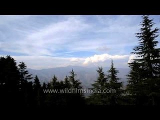 Young growth of deodar trees in Landour, near Victor Banerjee's house