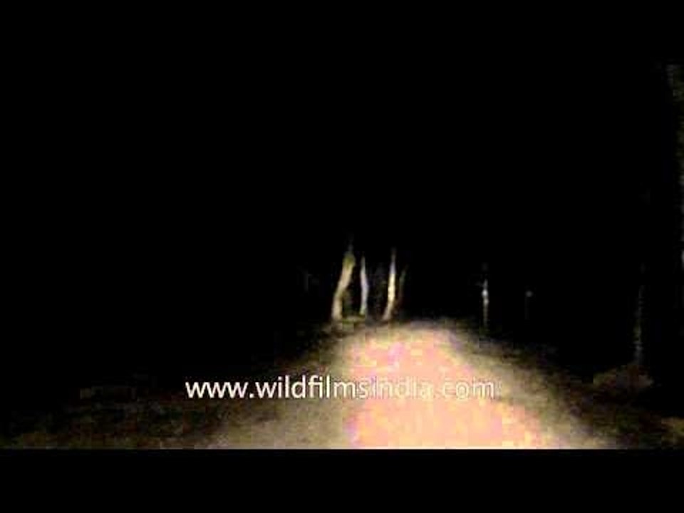 Safari trip into the jungle of Satpura National Park