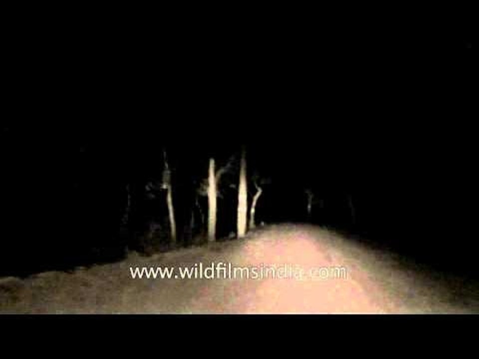 Safari trip through the jungle of Satpura National Park