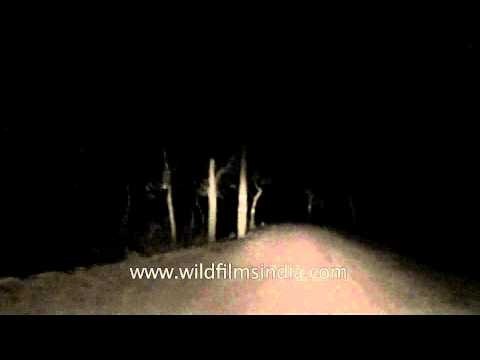 Safari trip through the jungle of Satpura National Park