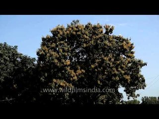 Mango trees are in copious blossom this year!