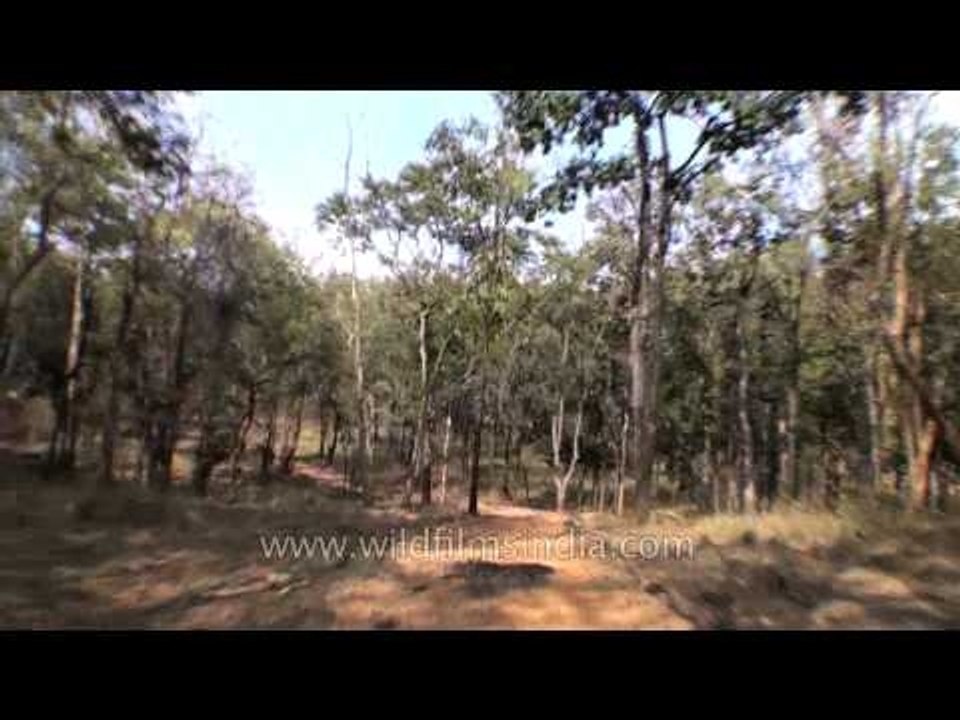 Satpura National Park - a drive - through