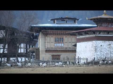 A flock of Black necked cranes in the valley of Phobjikha, Bhutan