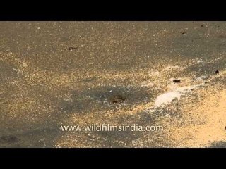 Crabs on Cherai beach, Vypeen Island