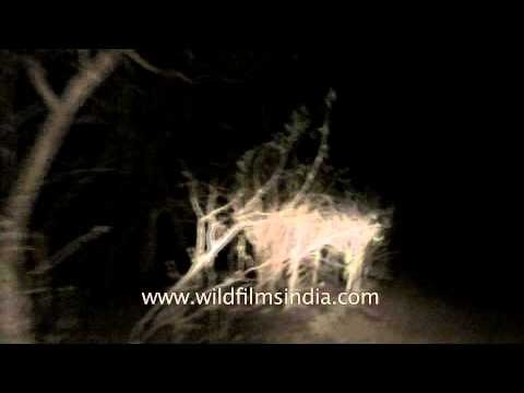 Safari trip to Satpura National Park