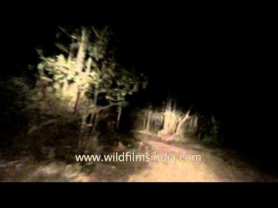 Satpura National Park at night, Madhya Pradesh