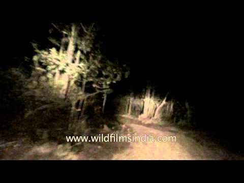 Satpura National Park at night, Madhya Pradesh