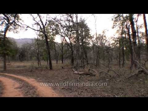 Wildlife safari to the Satpura National Park