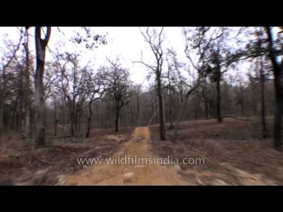 Satpura National Park jungle safari - Madhya Pradesh