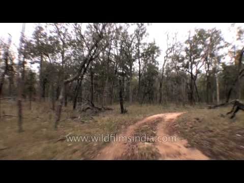 Satpura National Park jeep safari, Madhya Pardesh
