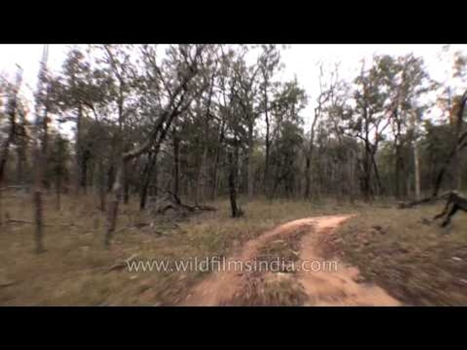 Satpura National Park jeep safari, Madhya Pardesh