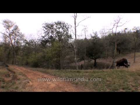 Gaur bulls or Indian bison grazing at Satpura National Park
