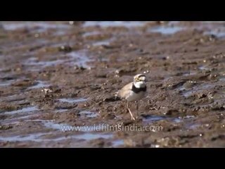 Little Ringed Plover and other birds at Satpura National Park