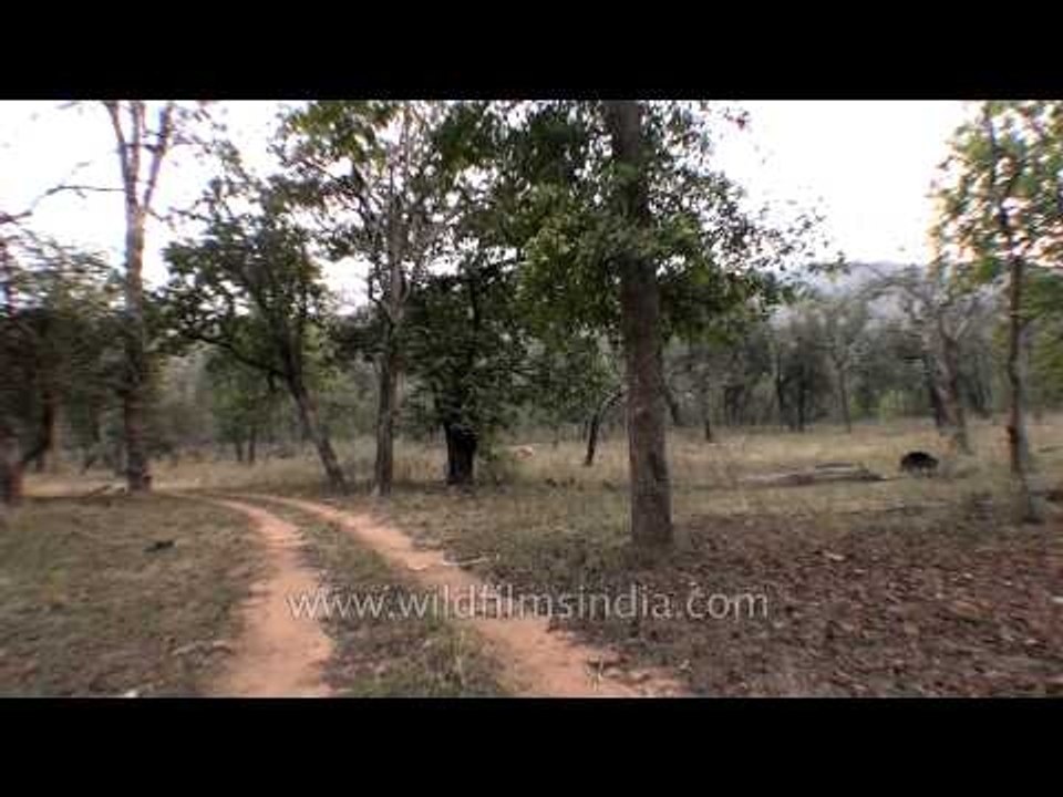 Sloth Bear walks in front of parked jeep in Central India