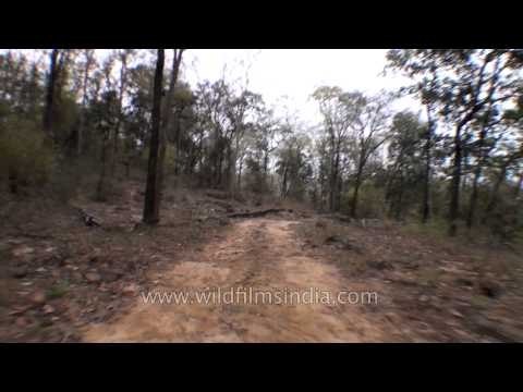 Satpura National Park - The little jewel of Madhya Pradesh