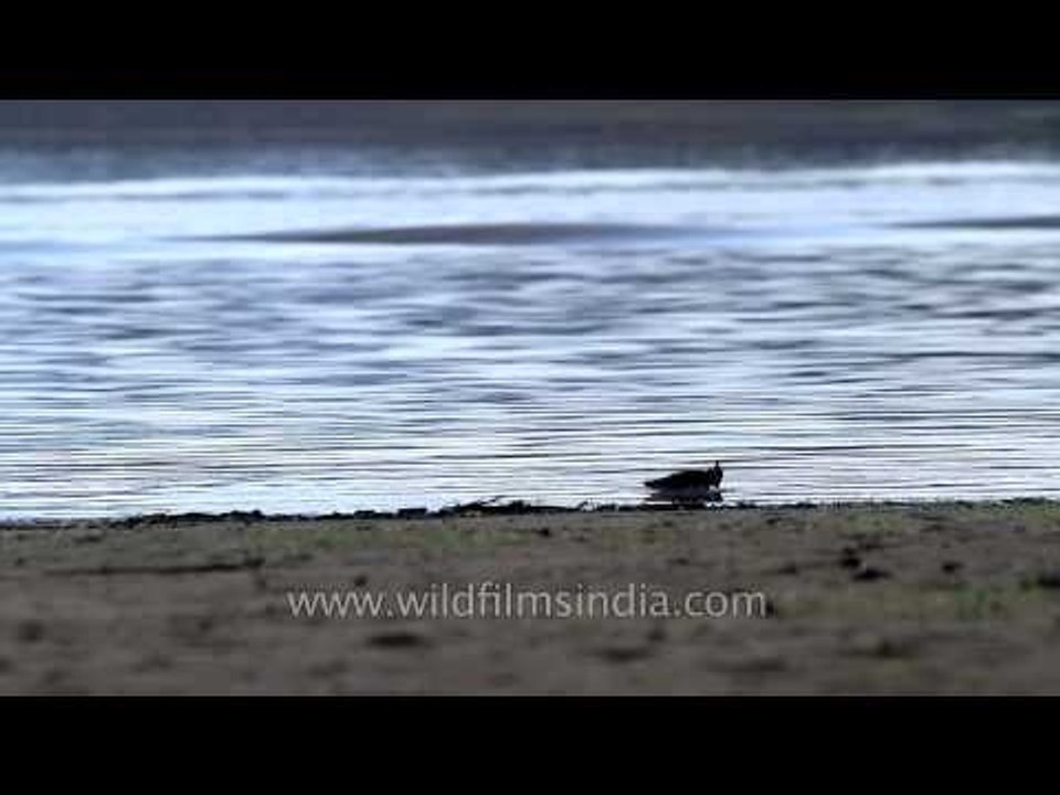 River Lapwing bird preening near the River Denwa, Satpura