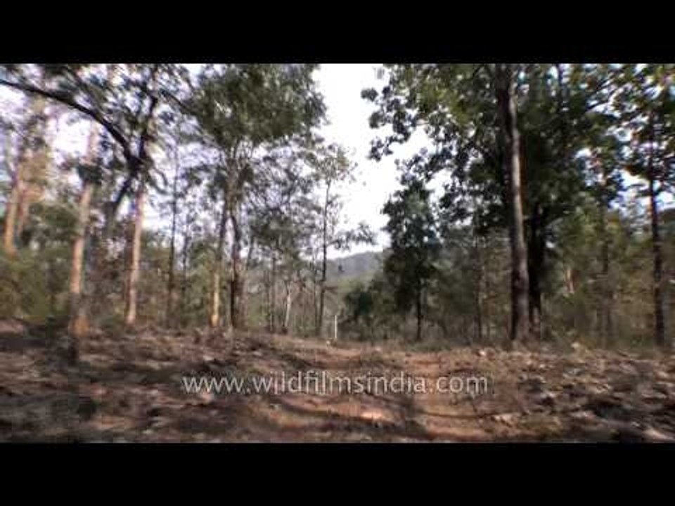 Wildlife safari trip to the Satpura National Park