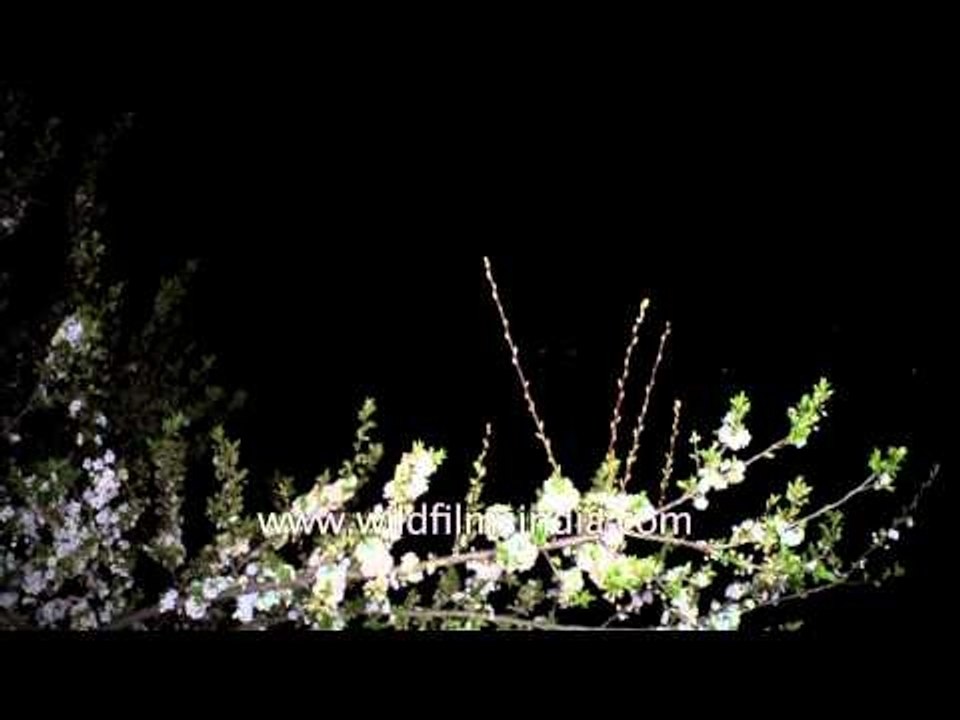 Himalayan bats flying at twilight