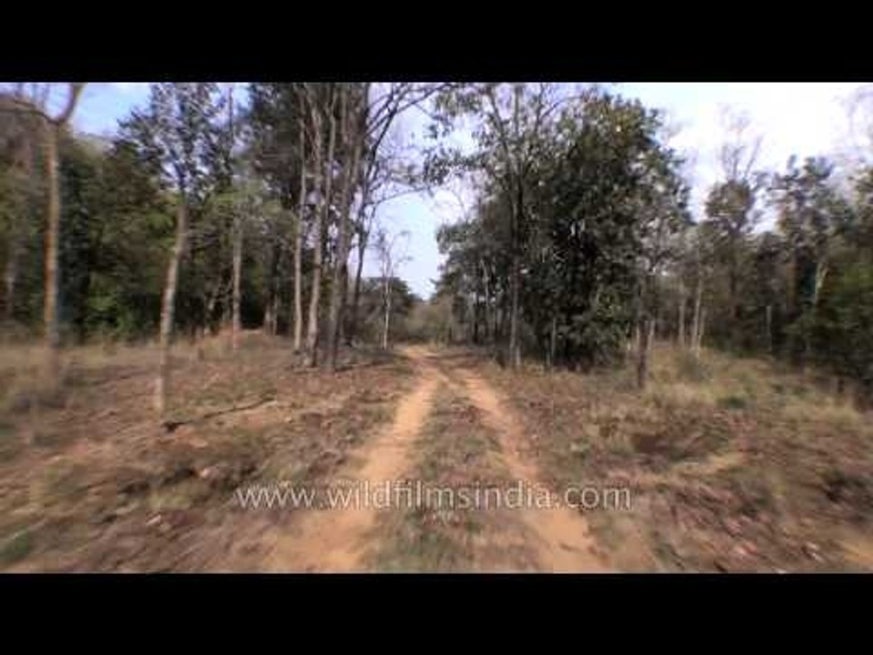 Satpura wildlife safari trip