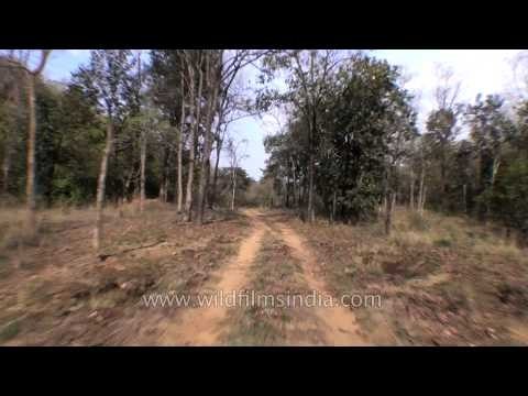 Satpura wildlife safari trip