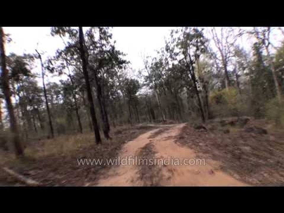 Trip to the Satpura National Park, Madhya Pradesh