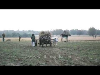 Farmer carry harvested crops on traditional bullock cart
