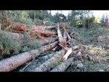 Logging of pine trees in Bhutan