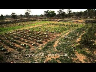 Organic vegetables grown at a village near the Kanha Earth Lodge