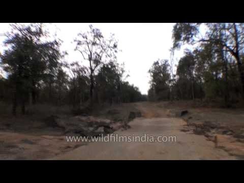 Safari trip to the Satpura National Park