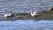 Bar-headed geese on the bank of Denwa River, Satpura