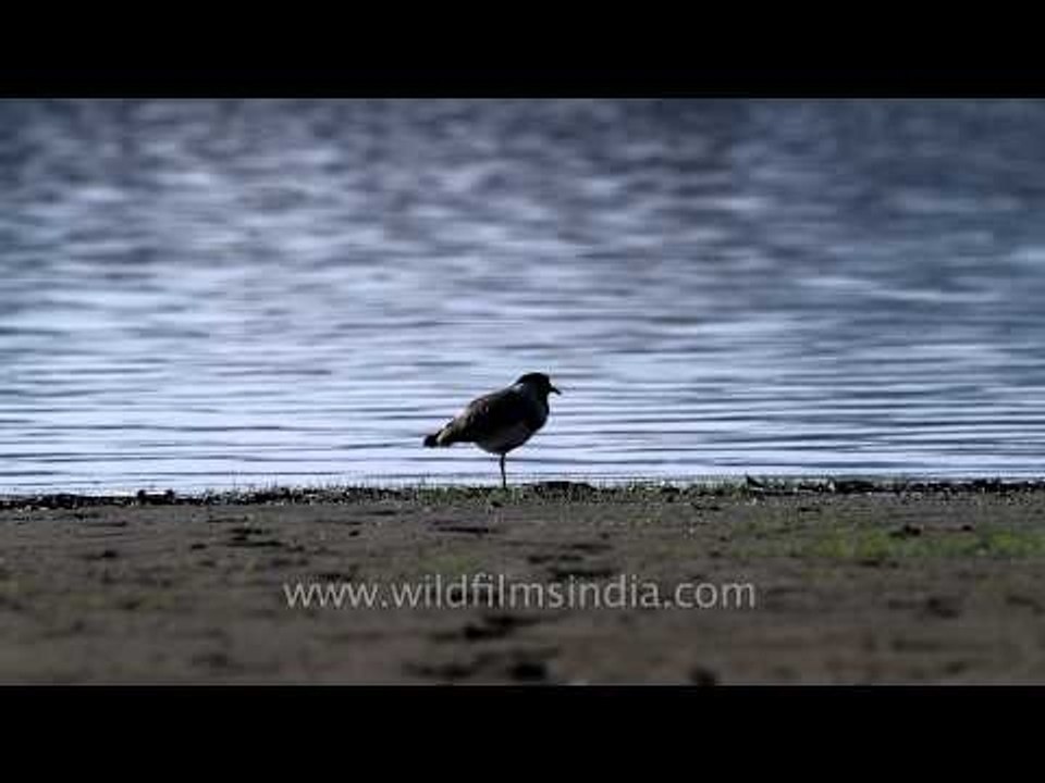 River Lapwing bird grooming its feathers