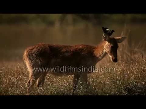 Swamp deer grazing in the forests of Kanha