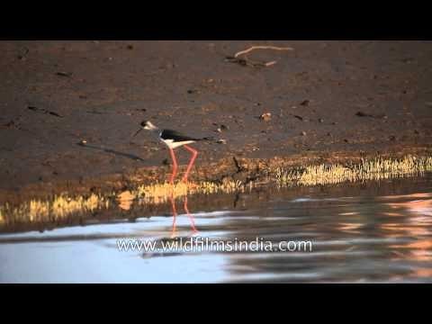 Black-winged Stilt on the bank of Denwa River in Satpura