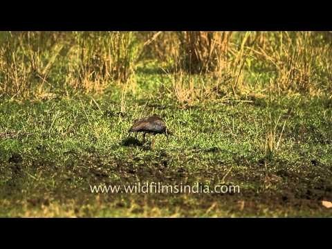 Black stork seen at the Kanha National Park, Madhya Pradesh