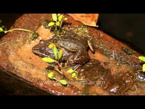 Frogs mating at Kanha in India : small male on huge female!
