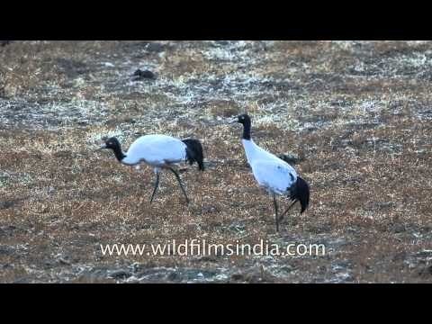 Black-necked Cranes (Grus nigricollis) in Bhutan