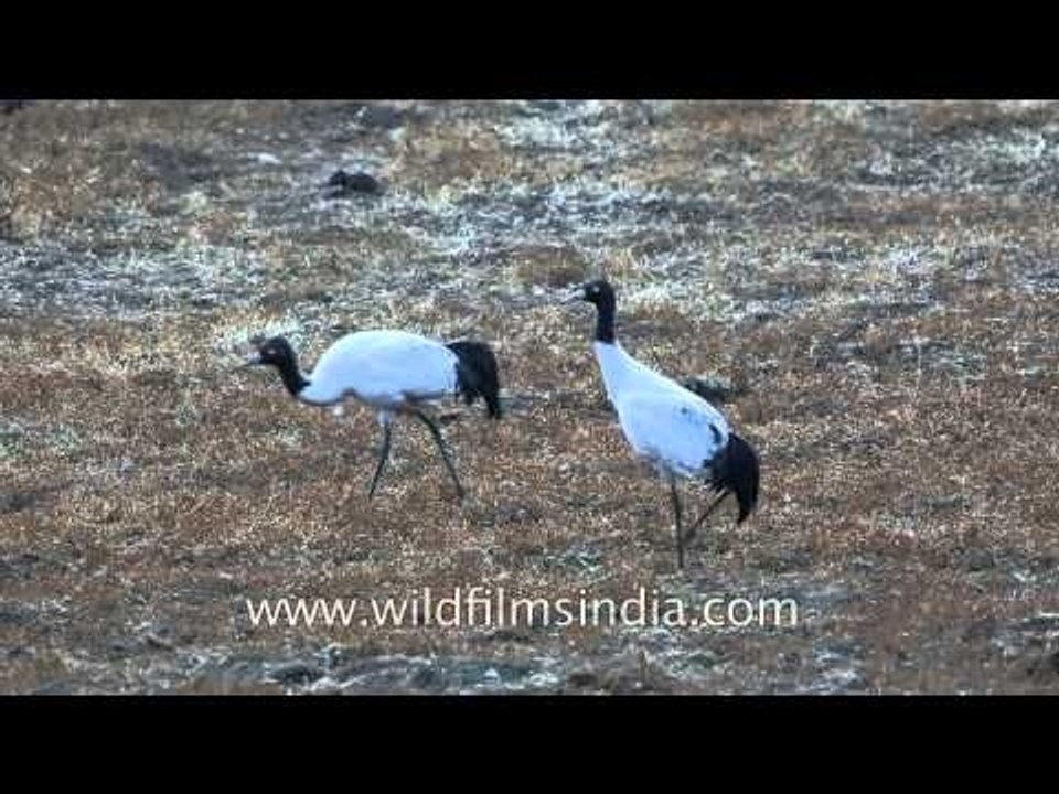 Black-necked Cranes (Grus nigricollis) in Bhutan