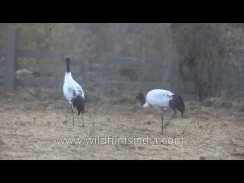 Central Bhutan: Land of the Black-necked Crane (Grus nigricollis)