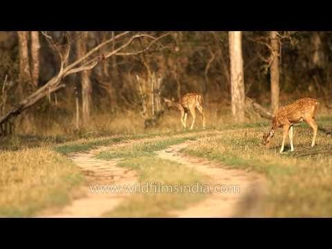 Chital or spotted deer graze on a forest track at Kanha National Park, Madhya Pradesh