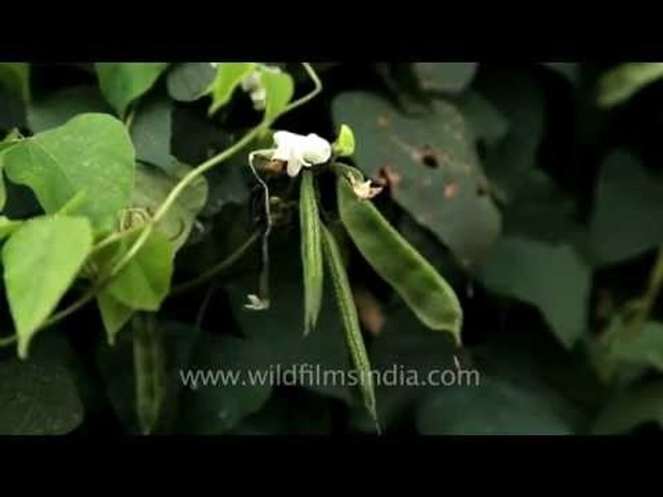 Sem phali growing on a creeper in Narna village...