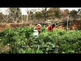 Gondi tribal women harvesting vegetables from their farm