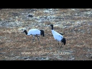 Black-necked Crane foraging in Bhutan during winter