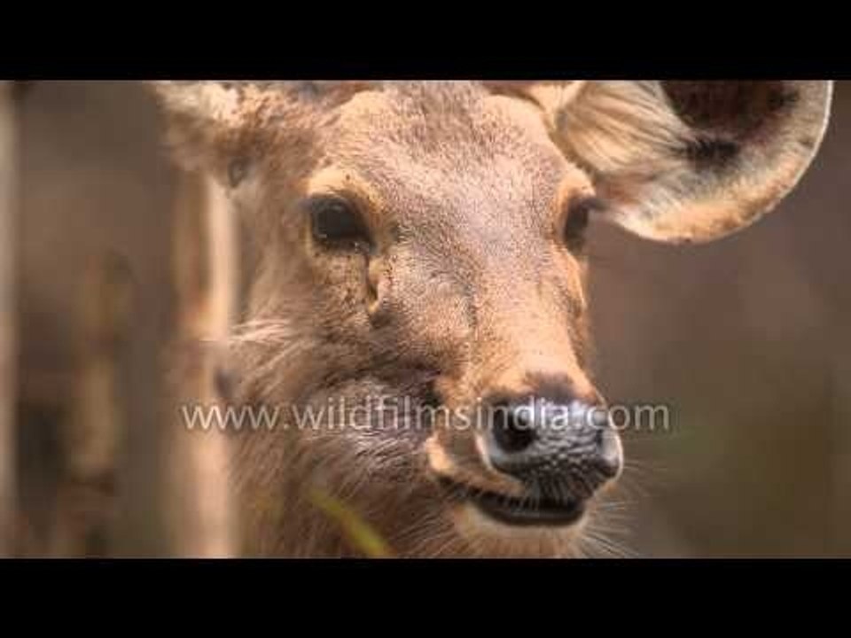 Spotted deer grazing in the field - Kanha National Park