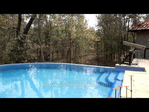 Swimming pool area at Kanha Earth Lodge, Madhya Pradesh