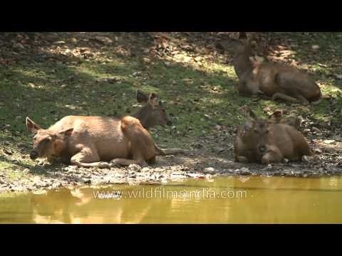 Sambhar wallowing in wet mud near Kanha pond, Madhya Pradesh